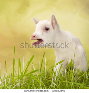 Bleat Stock Photos...