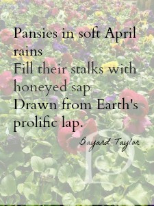 pansy quote for early spring