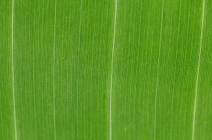 Grass Leaf Texture Green Leaf Pattern