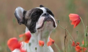 boxer dog smells flowers funny
