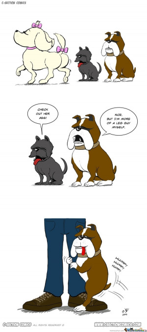 Funny Animals Blog Collection