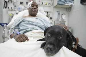 61 year-old Cecil Williams and his guide dog, Orlando, were hit by a ...