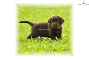 akc-lab-pups--ivoryyellowblackchocolatedog-labrador-retriever-puppy ...