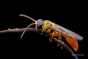 Deviantart More Like Wasp