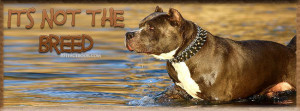 pet Pit Bull Quote - Its not the breed