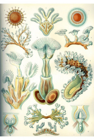 Ernst Haeckel