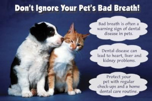 ... bad breath feb is pet dental month come by for a free dental consult