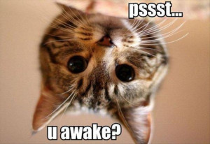cat wakes you up, funny cats