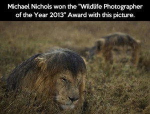 great-photography-wildlife-lions