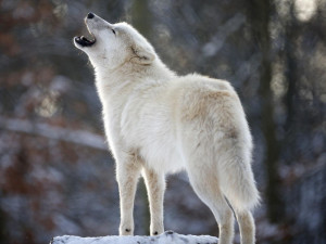 White Wolf Quotes