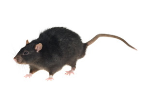 Tips for getting rid of rats and mice