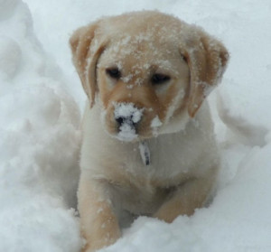 yellow lab puppies