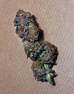 ape here is pics of my grape ape this was my first time with her and ...