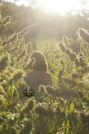 Blunts n Bongs | via Facebook