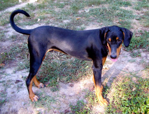 Justus, Black and Tan puppy about 8 mon. old