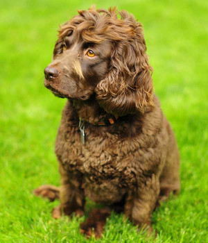 South Carolina State Dog Boykin Spaniel