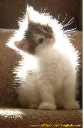 The best and funiest actual George W. Bush quotes, bloopers, mistakes ...