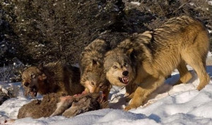 Wolves Eating Moose Elk...