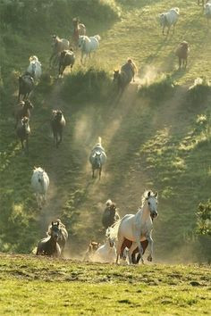 ... wild ponies running free across the plains