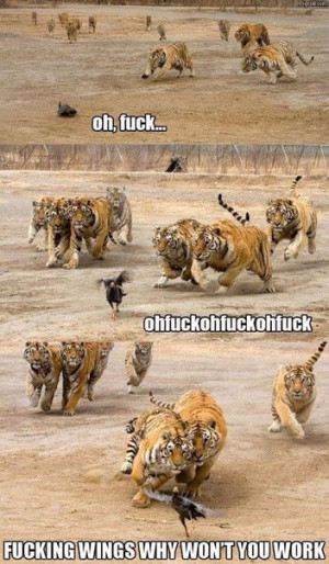 funny-pictures-animals-bird-tigers