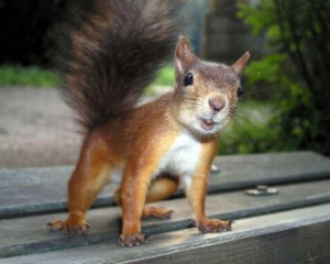Funny Squirrel