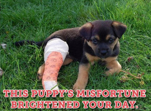 Cute creatures with sad stories — 22 adorable injured animals