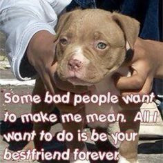 Pit Bull Advocacy