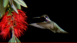 Spread Wings, Wing (Animal), Drinking, Flower, Flying (Flight), Eating ...