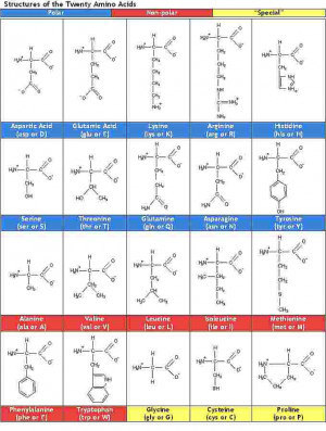 Amino Acids Structures and Abbreviations flashcards Quizlet