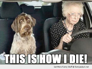 scared shocked dog animal old lady senior citizen driving car this is ...