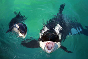 Wikie a killer whale swims with her calf in Marineland aquatic park in ...