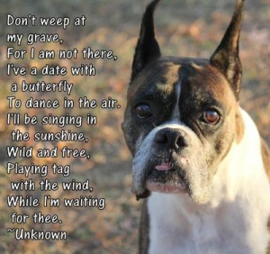 Real Life Rainbow Bridge Stories 'The Boxer and the Butterfly'