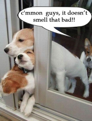 funny picture it doesnt smell that bad farting dog