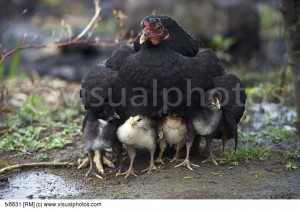 during_rain_chickens_get_shelter_under_their_mothers_wings_village_of ...