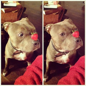 24 Pictures That Prove Pit Bulls Are Nothing but Big Softies