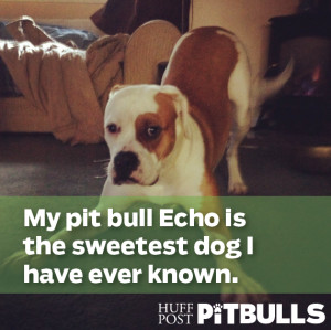 Do you love your pit bull? Please email us with your dog's photo and