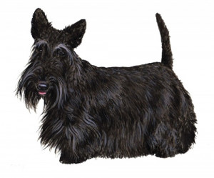 Other Names Aberdeen Terrier Scottie Dog Group Kennel