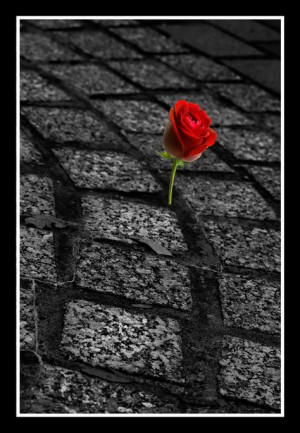The rose that grew from a crack in the concrete. More