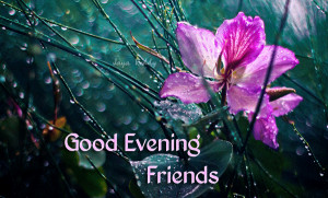 Good Evening Friends Flower...