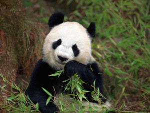 The habitats of endangered giant pandas are being threatened by ...