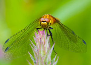 Dragonfly By Chris Smith @ http://chris-smith-photos.tumblr.com/ http ...