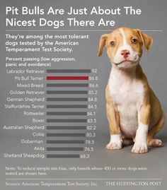 Pitbulls are just about the nicest #dogs there are. MYTH BUSTED!