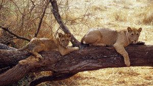 Lioness Protecting Cub with Quotes