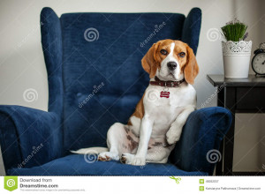 ... beagle dog sitting in the chair like a boss at the interview indoor