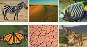 20. Patterns in Nature (part four)