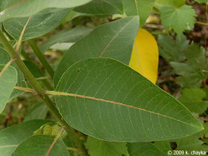 Asclepias Syriaca Common Milkweed picture