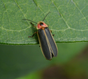 Firefly Insect