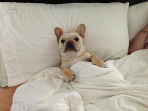 ... . Living in Rhode Island. Father of a French Bulldog named Chopper