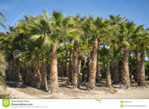 palm-plantation-tree-many-young-trees-together-30625448.jpg