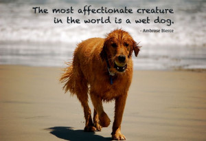 The most affectionate creature in the world is a wet dog. - Ambrose ...